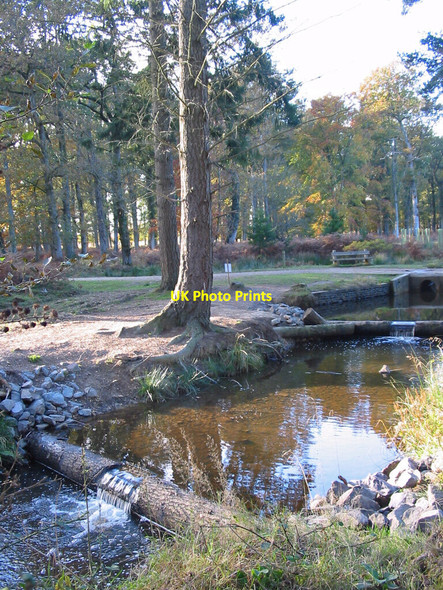 Photo 6"x4" Fish pass, North Oakley Inclosure, New Forest. North Oakley Inclosure c2007