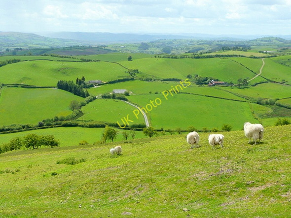 Photo 6"x4" Pastures of Rhos-crug Rhos-crug c2009