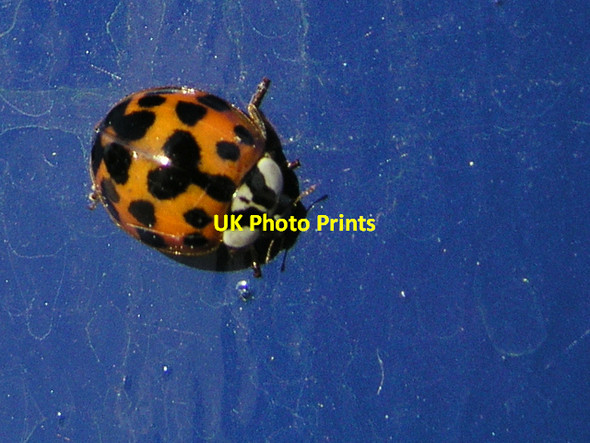 Photo 6"x4" Harlequin ladybird Horsham\/TQ1731 c2007