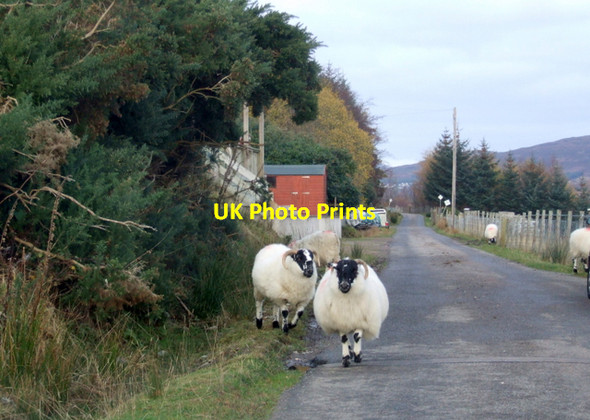 Photo 6"x4" Heavy traffic, Ardindrean, Loch Broom Ardindrean c2007