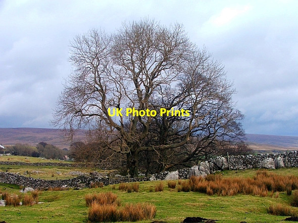 Photo 6"x4" Leafless Tree at Bruntscar Chapel-le-Dale c2007