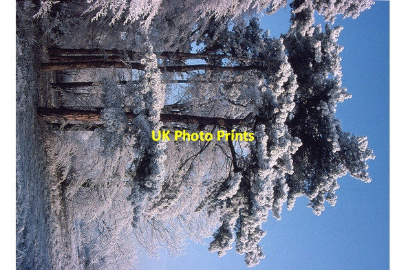 Photo 6"x4" Heavy Hoar Frost on Trees, Hartsholme Country Park, Lincoln Birchwood\/SK9369 c1993