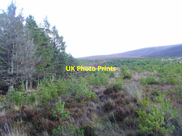 Photo 6"x4" Edge of the forest, Strath Rusdale Allt Coire a' Chaorainn M\u00f2r c2007