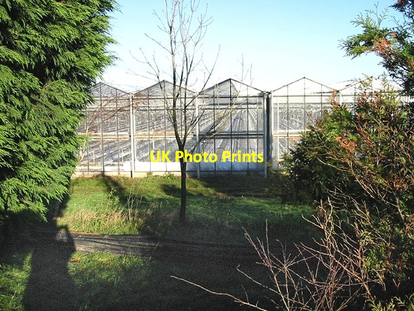 Photo 6"x4" A small fraction of Europa Nurseries Ash\/TR2958 c2007
