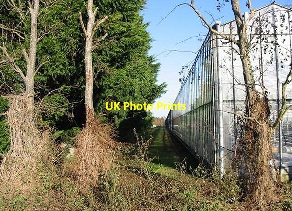 Photo 6"x4" One of the Europa Nursery greenhouses Ash\/TR2958 c2007