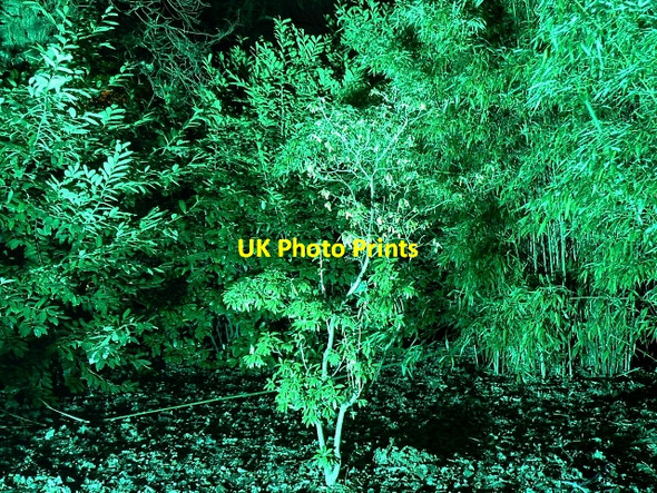 Photo 6"x4" Circular Drive, Westonbirt Arboretum (9) Westonbirt c2007