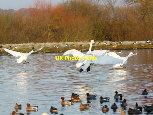 Photo 6"x4" Caerlaverock WWT reserve Eastpark\/NY0565 c2007 P1