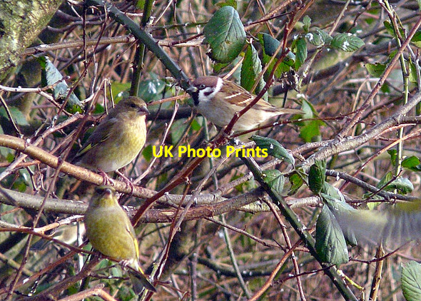 Photo 6"x4" At  Caerlaverock WWT reserve Eastpark\/NY0565 c2007