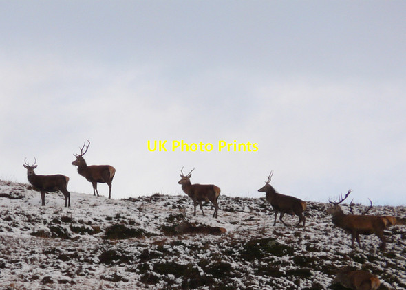 Photo 6"x4" Red deer on Meall a' Bhathaich Meall a' Bh\u00e0thaich c2007