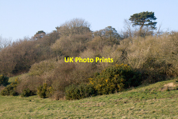 Photo 6"x4" Charlton Gorse, Charlton Horethorne Charlton Horethorne c2007