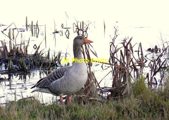 Photo 6"x4" Greylag Goose at RSPB Leighton Moss Red Bridge c2007