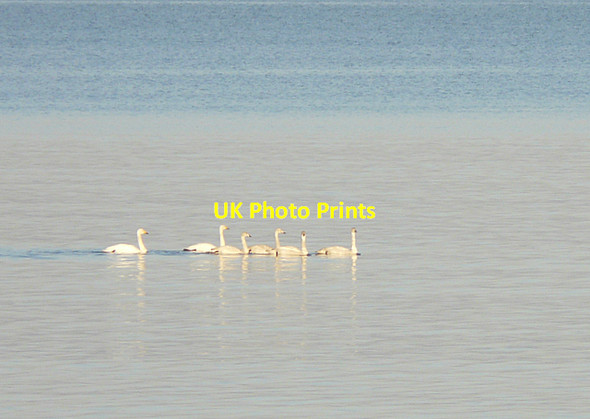 Photo 6"x4" Whooper Swan family, Portmahomack Portmahomack c2007