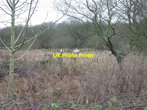 Photo 6"x4" Five Konik ponies graze on land at Gibbin's Brook Moorstock c2007