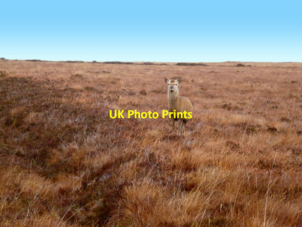 Photo 6"x4" Lonely doe, near Syre Syre c2007