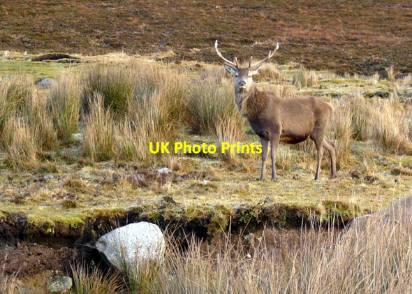 Photo 6"x4" Red deer posing by the road Cnoc Bad a' Ghille Dhuibh c2007