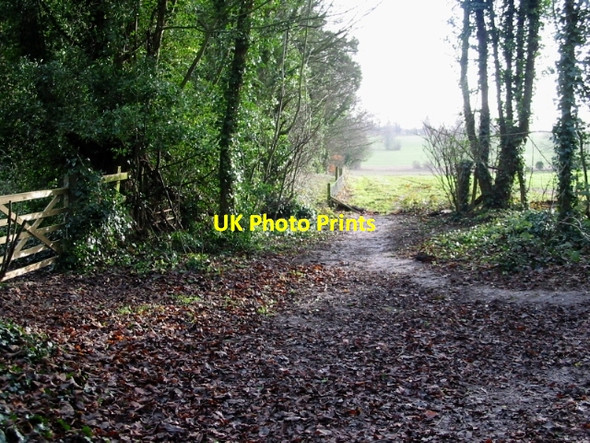 Photo 6"x4" Track through the woods Eythorne c2008