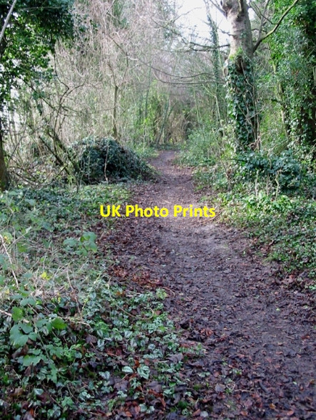Photo 6"x4" Woodland path Eythorne c2008