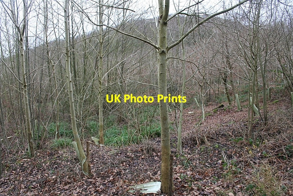 Photo 6"x4" Young Plantation, Swinyard Hill Chandler's Cross\/SO7738 c2008