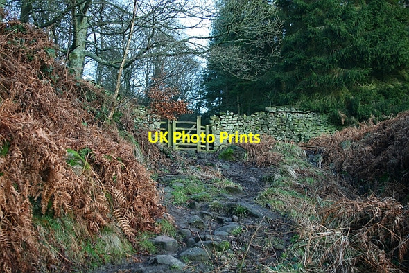 Photo 6"x4" Gateway into Sheepshaw Plantation. Storiths c2008