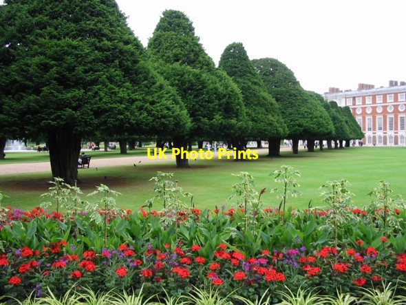 Photo 6"x4" Border near yew Surbiton c2002