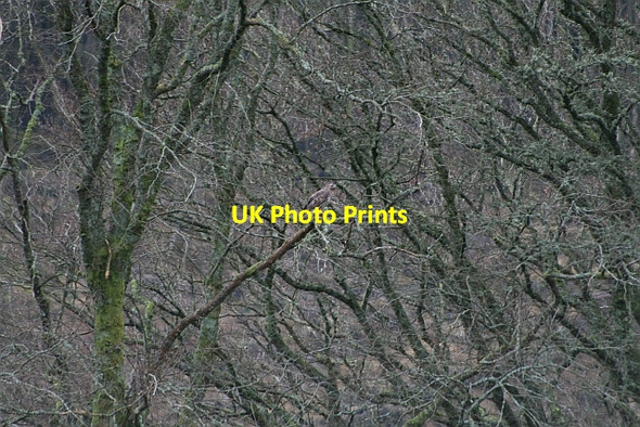 Photo 6"x4" Buzzard in Trees near Auchenfraoch Grogport c2008