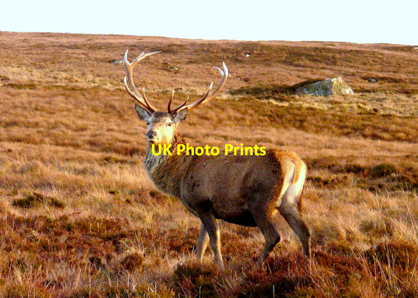 Photo 6"x4" Red deer stag, Badanloch forest Badanloch Forest c2008