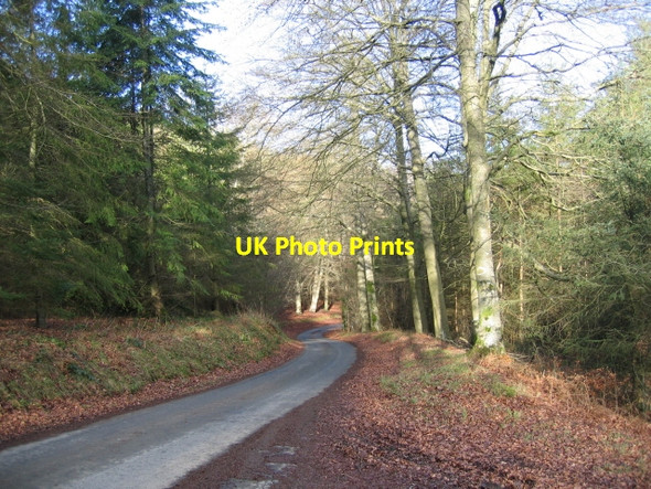 Photo 6"x4" Brycheiniog Forest Llaneglwys c2008
