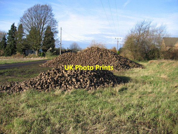 Photo 6"x4" Harvested sugar beet in Coveney Byall Fen, Cambs Coveney c2007