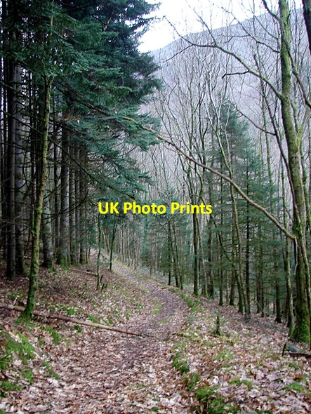 Photo 6"x4" A walk in the Rheidol Valley on a dull, wet January afternoon Devil's Bridge\/Pontarfynach c2008 P2
