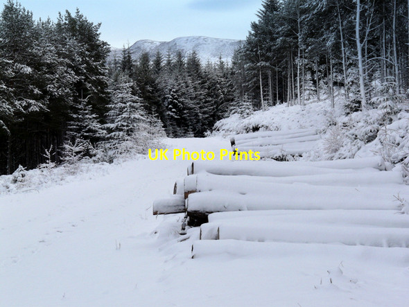Photo 6"x4" Log pile in Struie Wood Ardchronie c2008