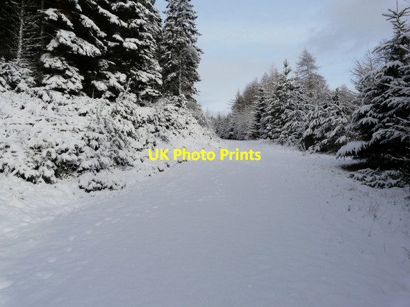 Photo 6"x4" Forestry road in Struie Wood Ardchronie c2008