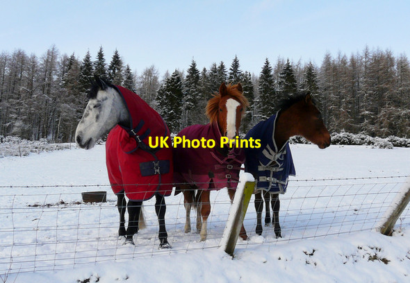 Photo 6"x4" Ponies near Dalnaclach Lamington\/NH7476 c2008