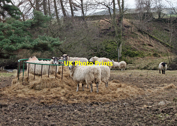 Photo 6"x4" Sheep feeding Eastgate\/NY9538 c2008