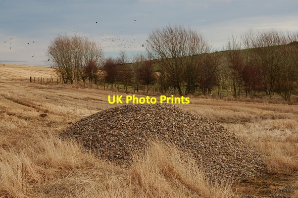 Photo 6"x4" Woodland at Lochagan Blacklaw\/NJ6355 c2008