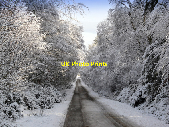 Photo 6"x4" Road through Newmore Wood Badachonacher c2008