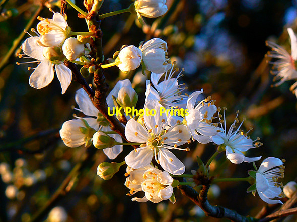 Photo 6"x4" Flowers in a hedge near Faringdon Folly Faringdon c2008