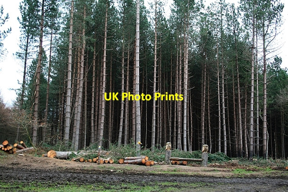 Photo 6"x4" Haw Park Wood Cold Hiendley c2008