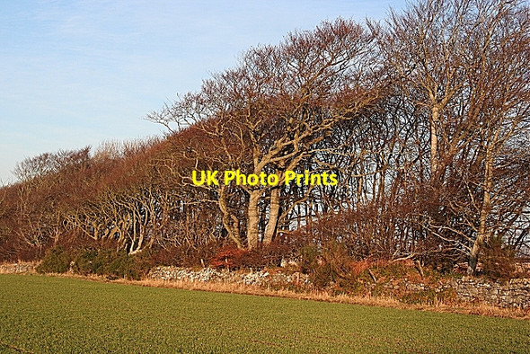 Photo 6"x4" Shelter Belt Banff\/NJ6864 c2008