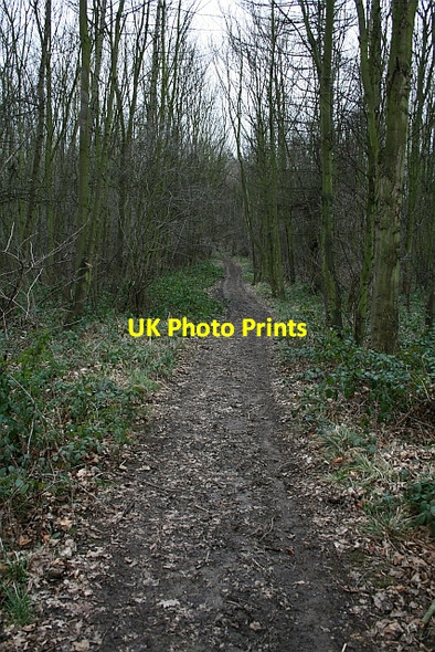 Photo 6"x4" Track in Stubbs Wood Cold Hiendley c2008