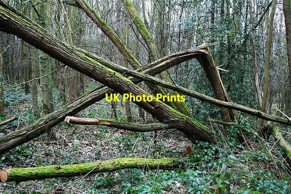 Photo 6"x4" Fallen Trees in Stubbs Wood Cold Hiendley c2008