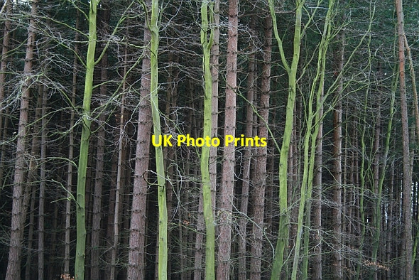 Photo 6"x4" Trees in Haw Park Wood Cold Hiendley c2008