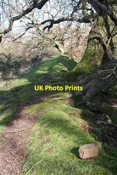 Photo 6"x4" Midsummer Hill Rampart Hollybush\/SO7636 c2008