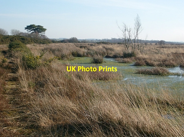 Photo 6"x4" Drumburgh Moss National Nature Reserve Fingland\/NY2557 c2008