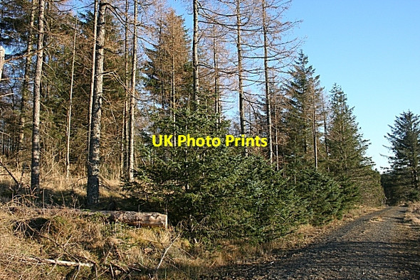 Photo 6"x4" Dunbennan Hill Craighead\/NJ4940 c2008