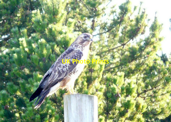 Photo 6"x4" A very close look at a buzzard Hilton\/NH9285 c2008