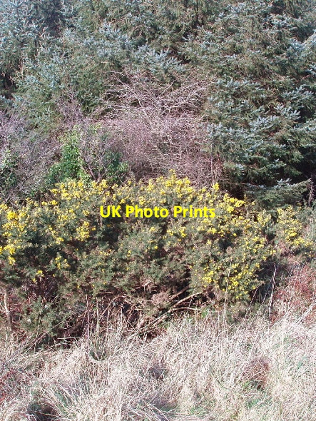 Photo 6"x4" Gorse in Clifford Plantation Clifford\/SS3021 c2008