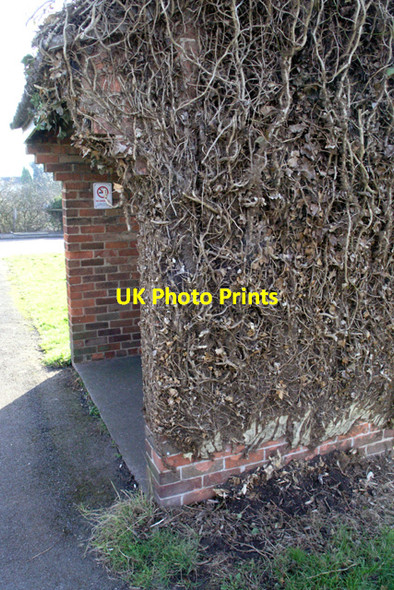 Photo 6"x4" Dying Ivy on bus shelter Cavendish Bridge c2008