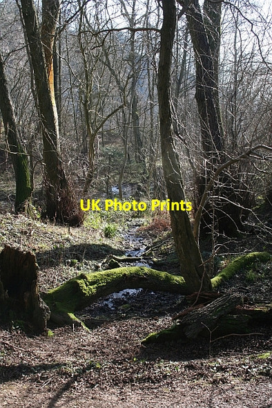 Photo 6"x4" Spring, Midsummer Hill Hollybush\/SO7636 c2008
