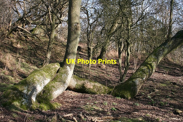 Photo 6"x4" Entwined on Hollybush Hill Hollybush\/SO7636 c2008
