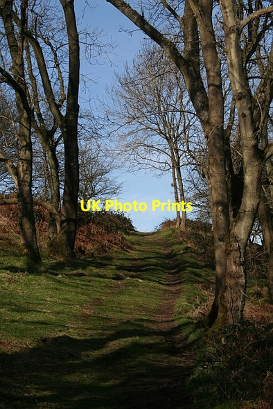 Photo 6"x4" Path to the North Gate, Midsummer Hill Hollybush\/SO7636 c2008